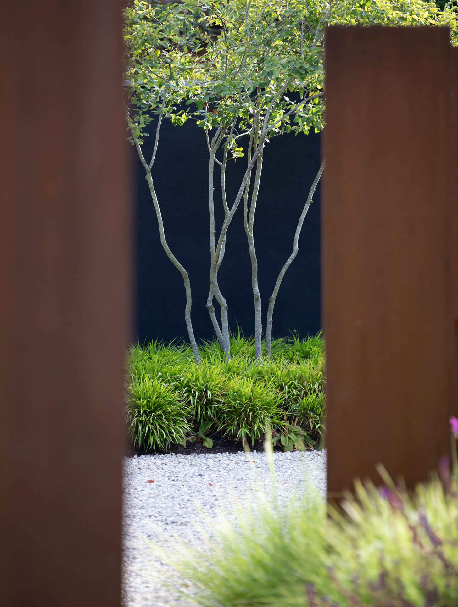 Colm Joseph garden designer cambridgeshire amelanchier lamarckii hakonechloa macra corten steel screens